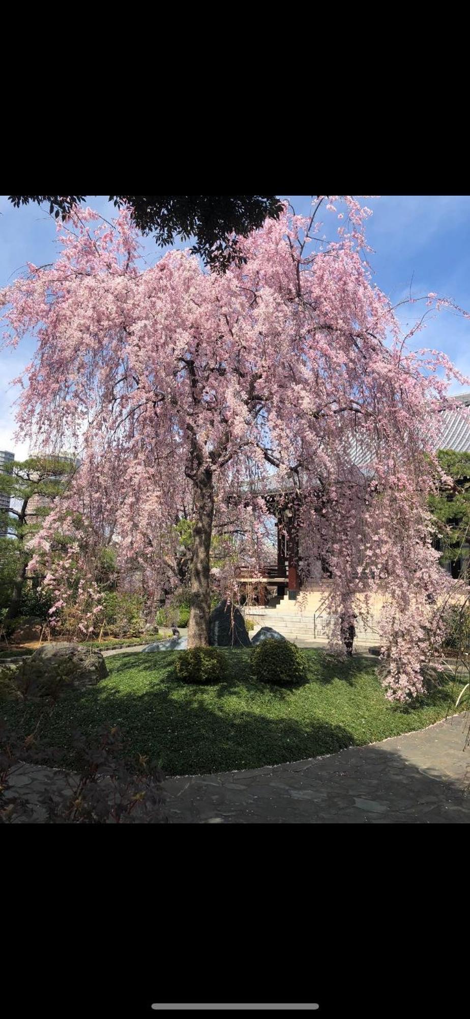 新宿庭院の屋-Shinjuku Garden Home -28 Square Meters King Size Bed Garden Room Tokio Exterior foto