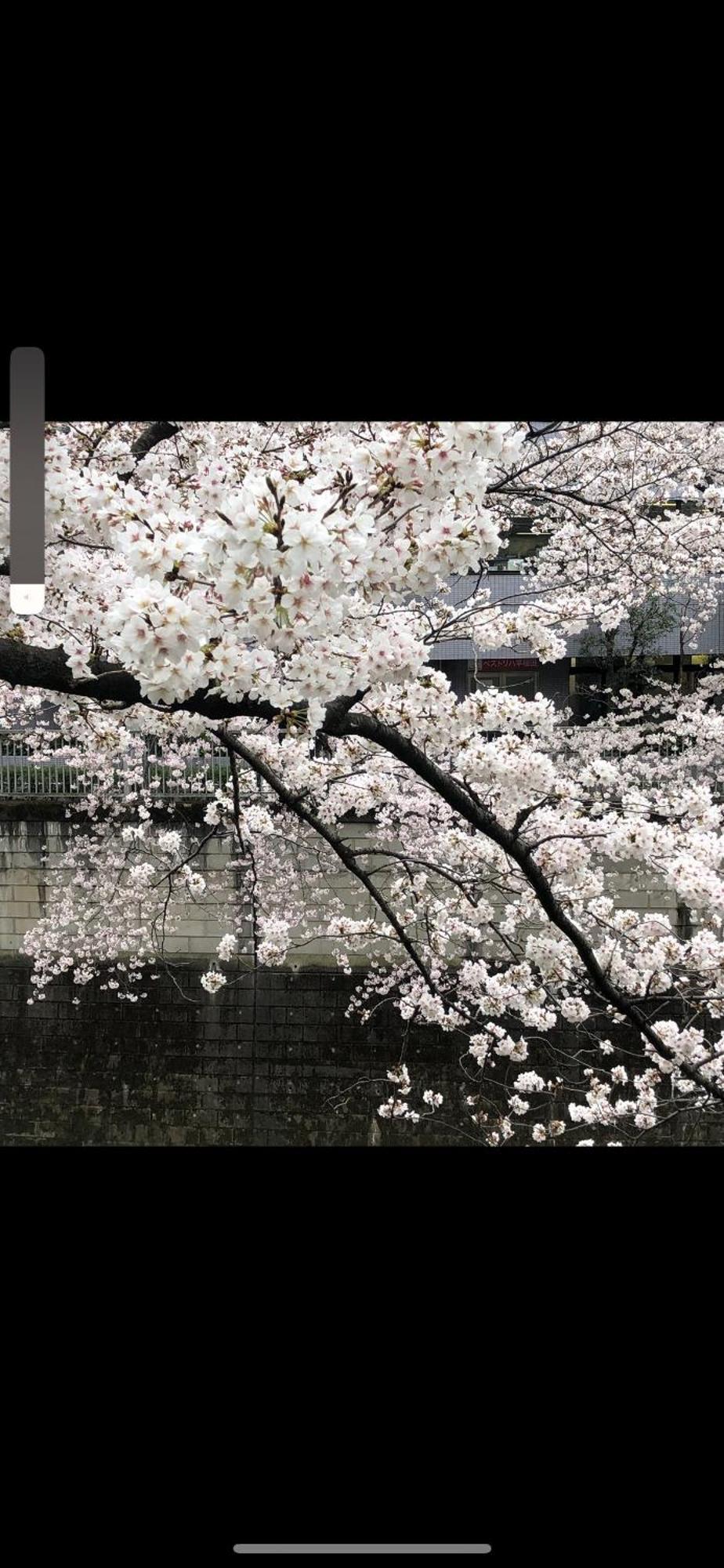 新宿庭院の屋-Shinjuku Garden Home -28 Square Meters King Size Bed Garden Room Tokio Exterior foto